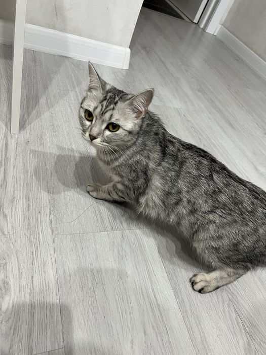 Отдам кошку в хорошие руки. Прямоухоя шотландская, 1,3 года