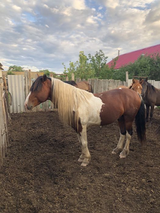 Айғыр сатылады 650 000  !!!