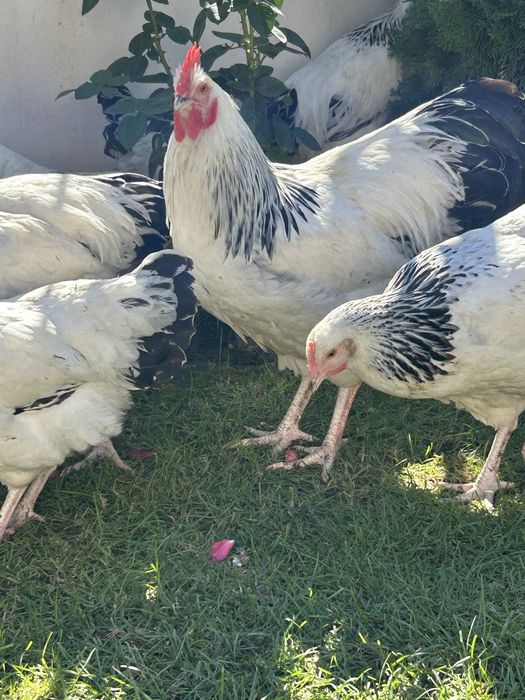 Cocosi sussex de vanzare