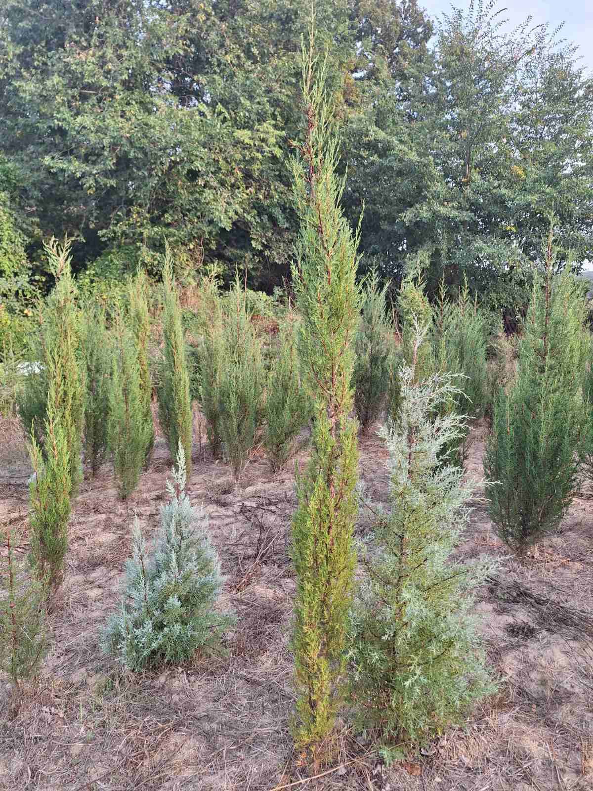 Кипарис / Cupressus sempervirens