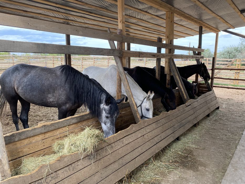 Продам лошадей 9 бие, 4 жабагы, отличное мясо