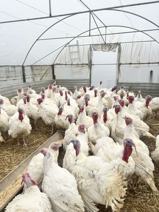 Curcani Albi de carne