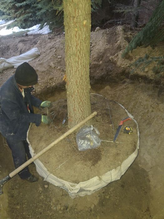 Посадка и пересадка деревьев спил деревьев посев газона посев газона