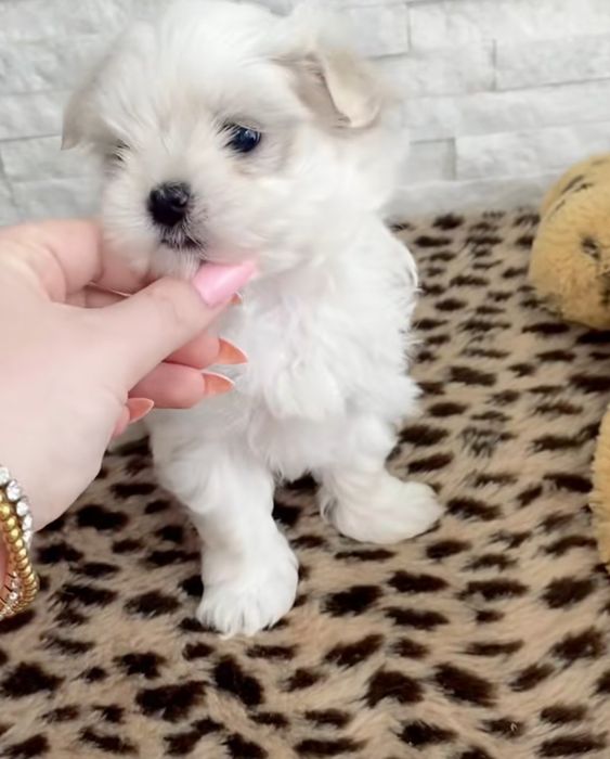 Bichon maltez mini toy