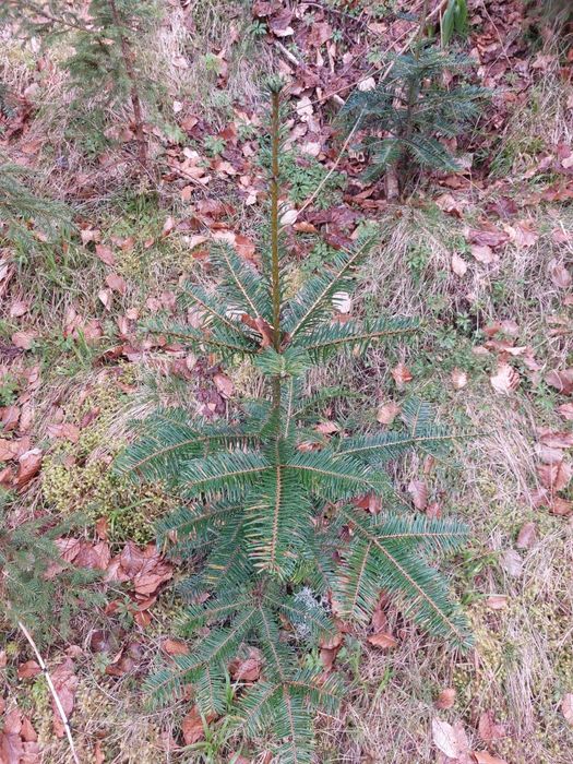 Brazi Abies grandis cu balot de pamant- calibru 70-90 cm