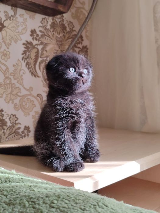 Продаются котята, серые девочки, чёрный мальчик