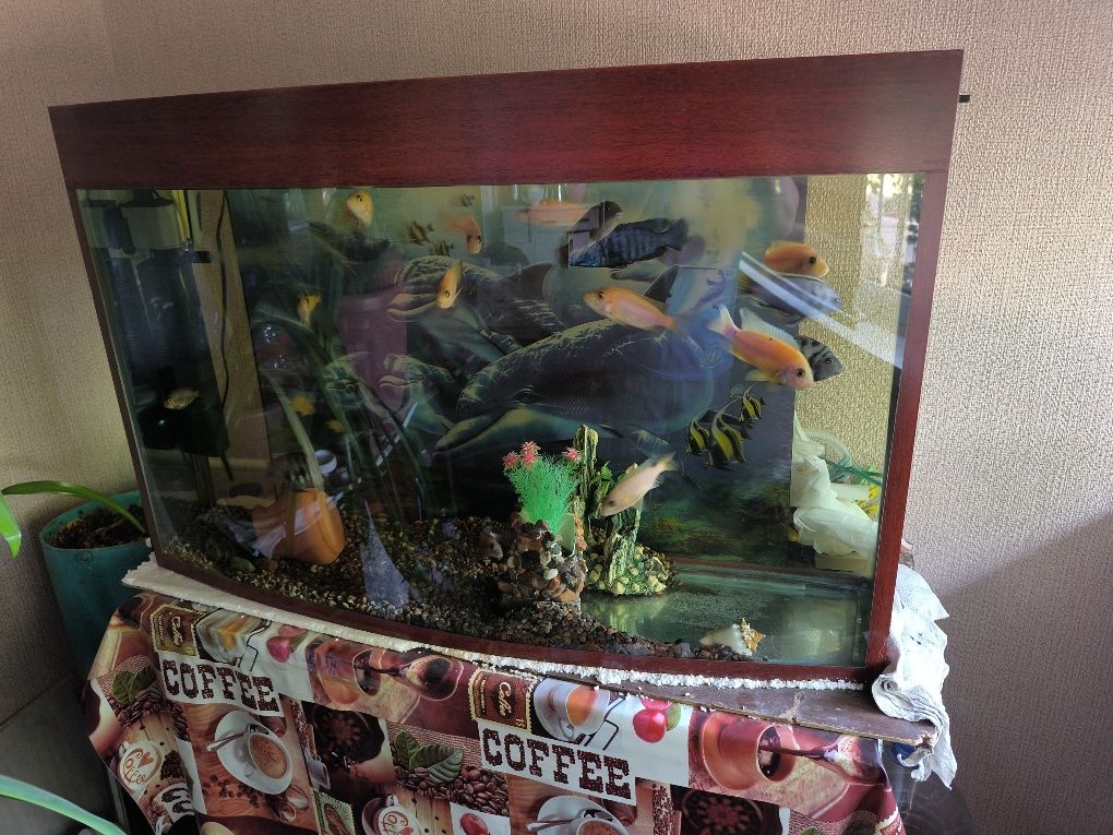 Akvarium komplekt baliqlari bilan sotiladi