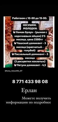 Куры несушки ЛОМАН БРАУН. 3-4 месяца молодки