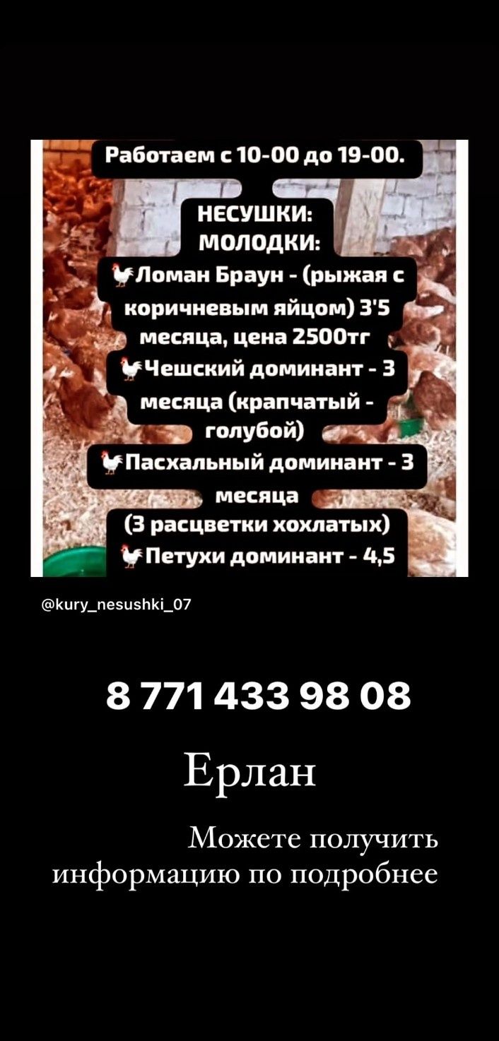 Куры несушки ЛОМАН БРАУН. 3-4 месяца молодки