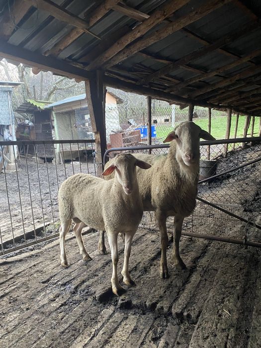 Продавам 2 коча Лакон