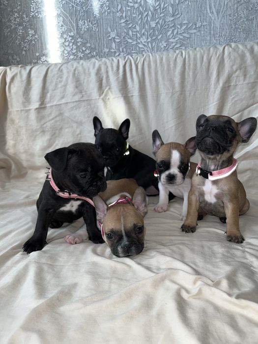 Продам щенков французкого бульдога