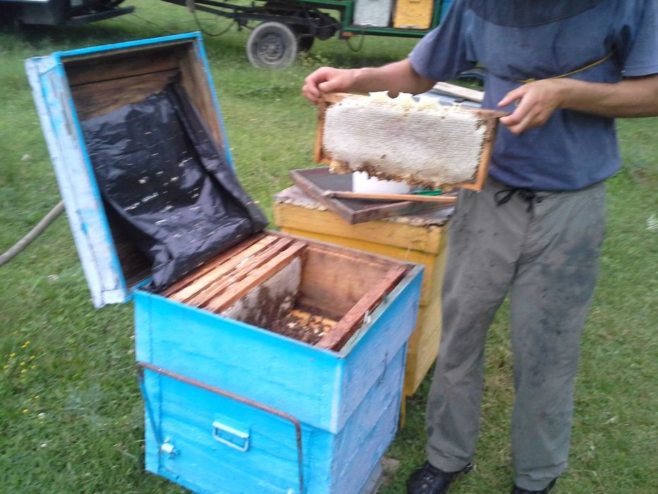 Vând 100 familii de albine