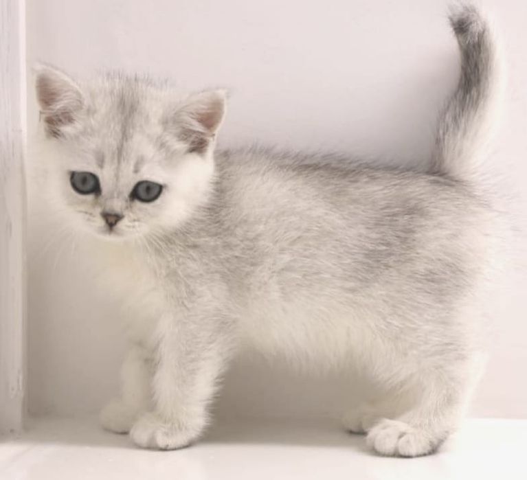 Бриташки очаровашки  зеленоглазые