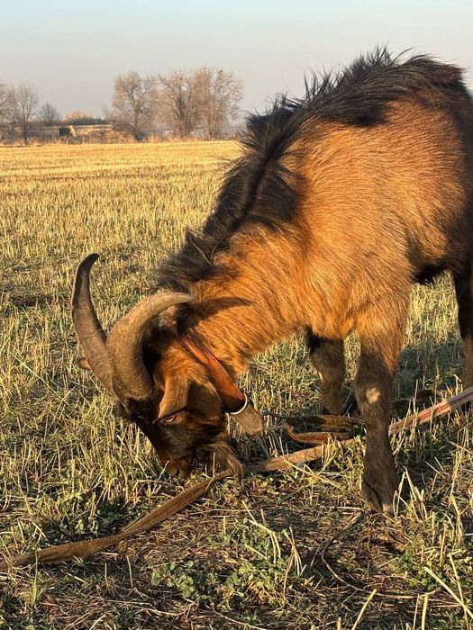 Продам племенного козла