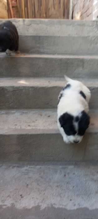 Продавам каракачанчета.