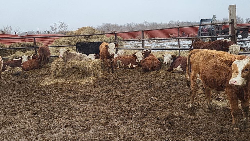 Продам годовалых бычков