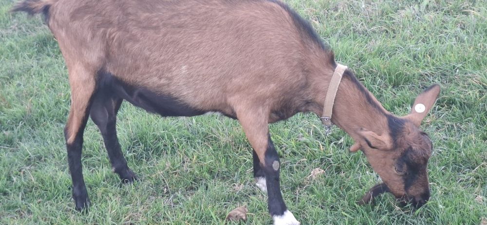 De vanzare capra alpina franceza