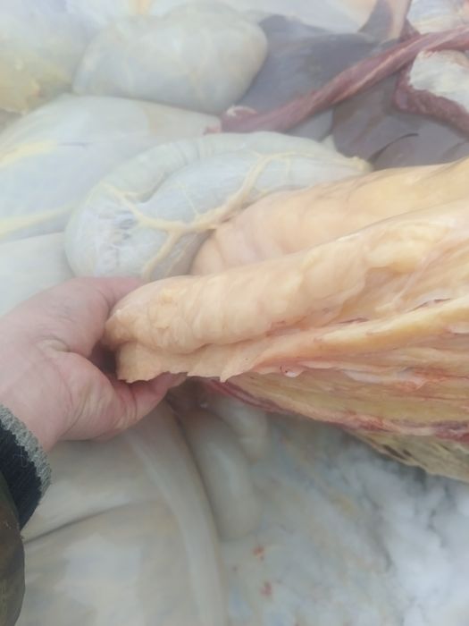 Продам конина тай