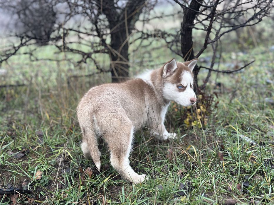 Femela husky(exemplar deosebit)!
