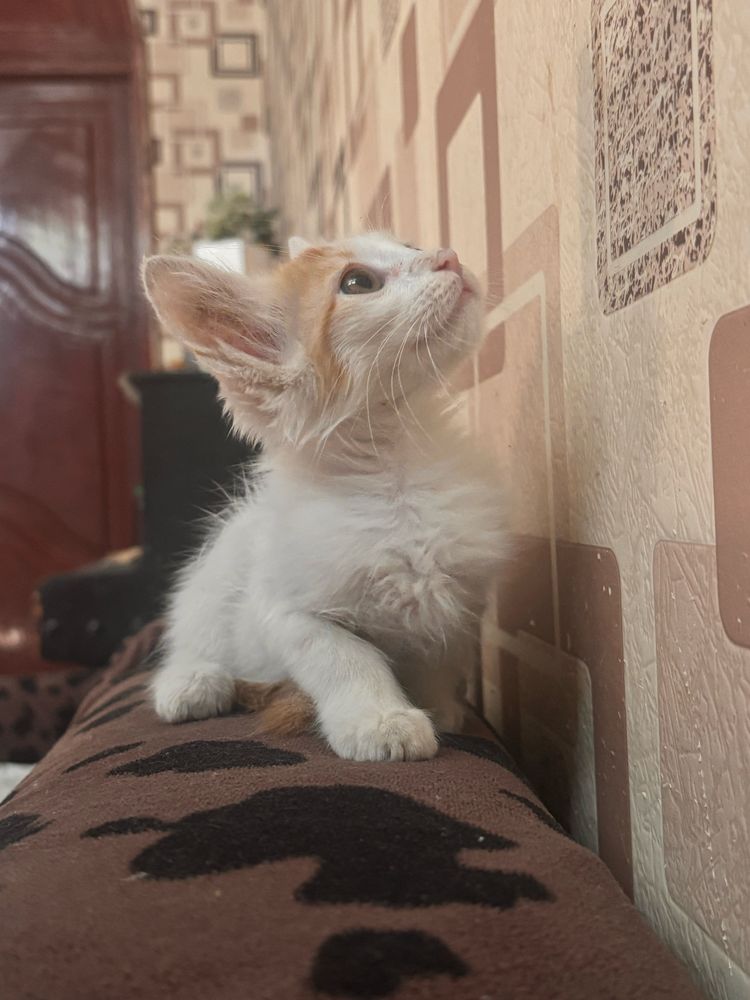 Отдам котенка в добрые руки