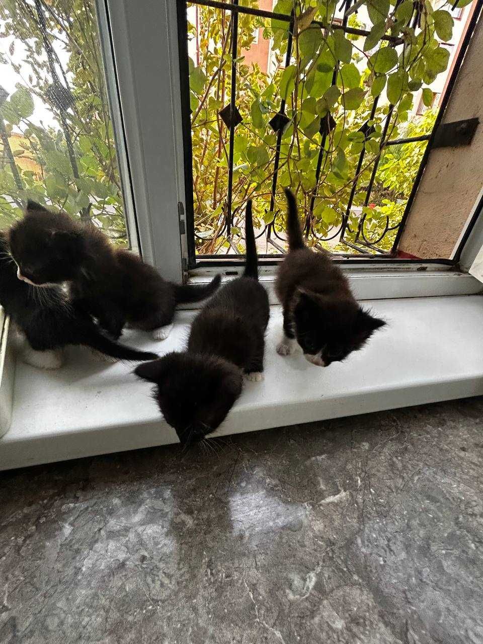 Mehribon qo‘llarga mushukchalar, Отдам в добрые руки котят