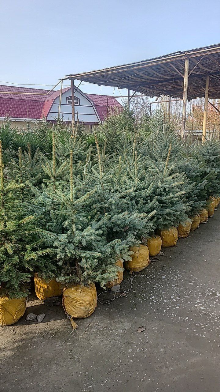 Смарагдта Местный и Самшиты оптом