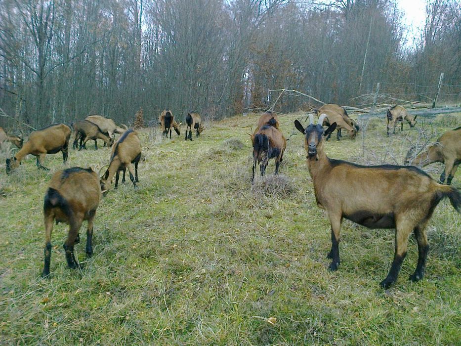 Capre alpina franceza