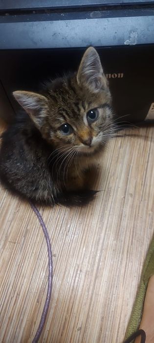 Отдам в добрые руки