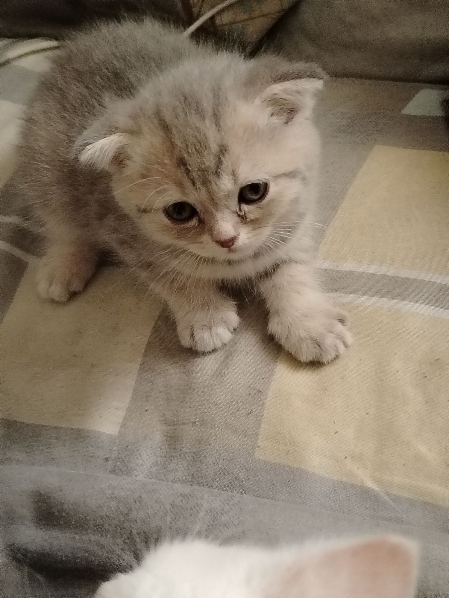 Продаются прекрасные котята