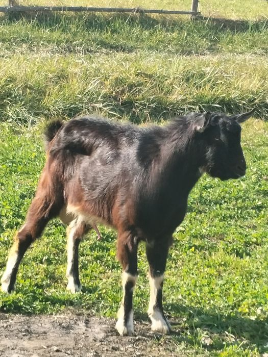 căprițe de vânzare