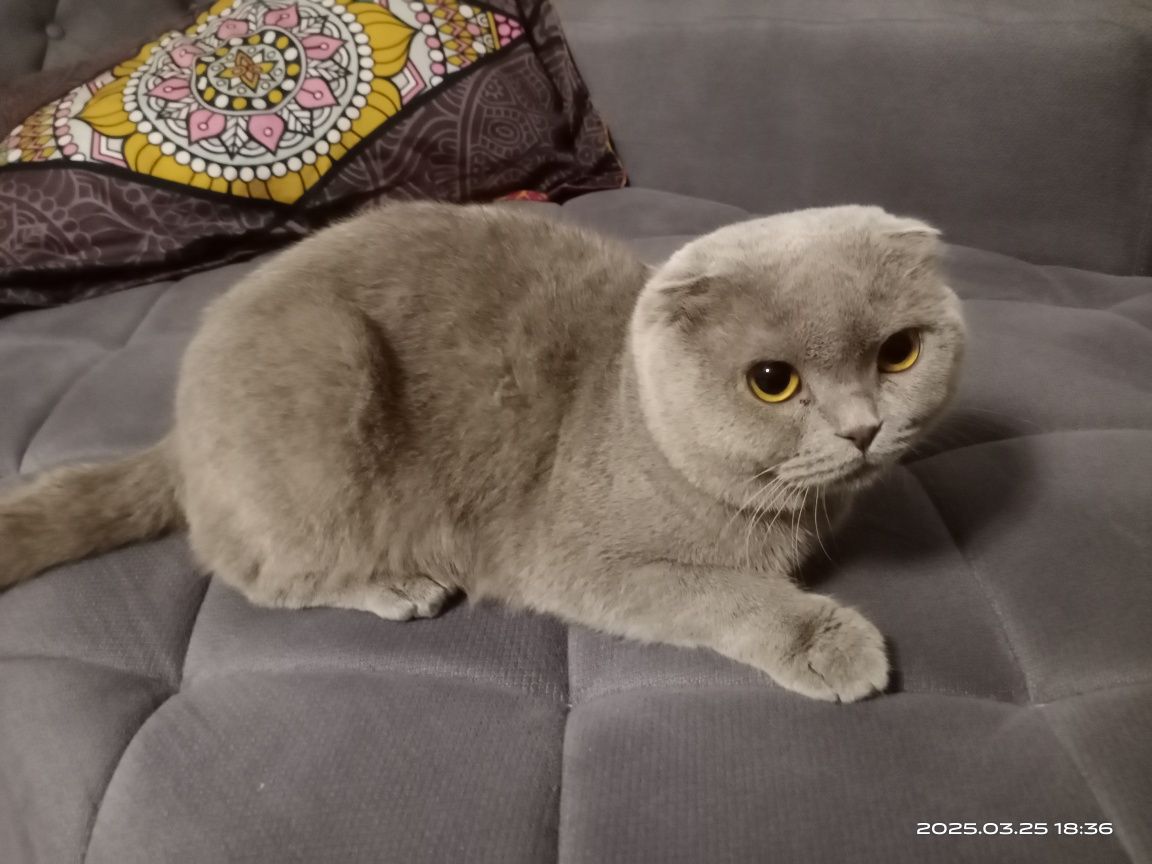 Продаются кот скоттиш фолд. Мальчик