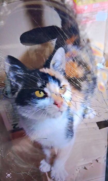 Подарява се коте.