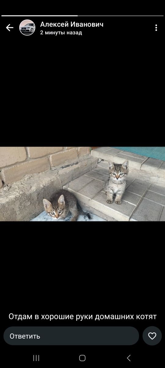 Отдам котят в добрые ручки