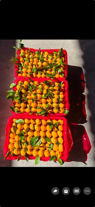 Мандарины медовик оптом