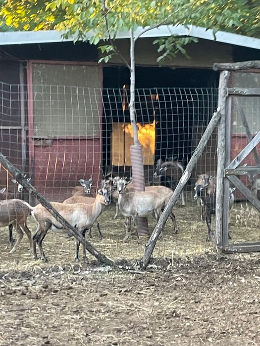 Mufloni si metisi muflon x oaie de camerun