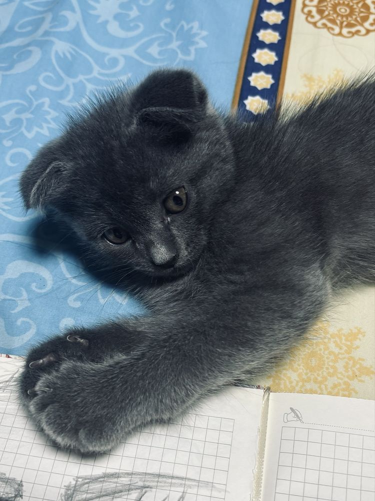 Шотладские вислоухие котята продаются