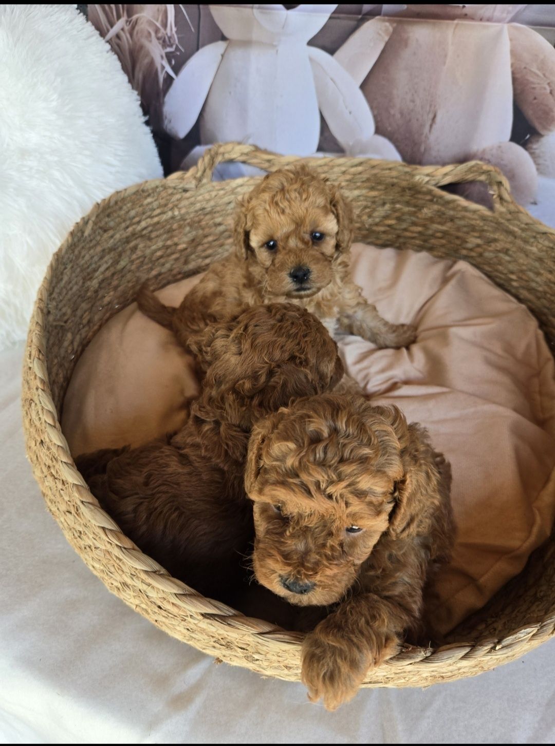 Пудел той Poodle toy c Родословие