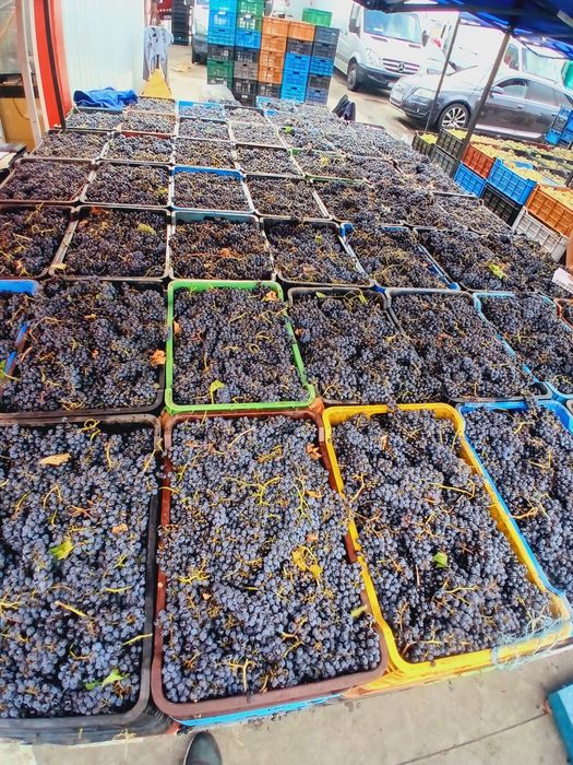 Struguri proaspeți  de vin