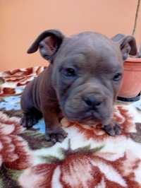 American bully talie pocket.