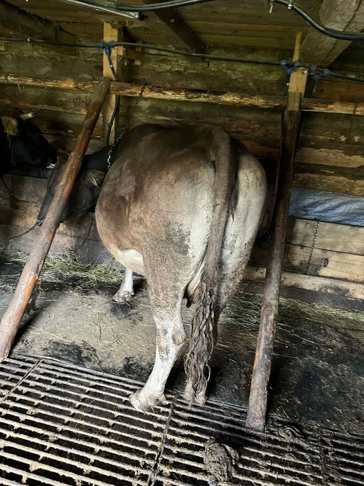 Vind vaca bruna blînă