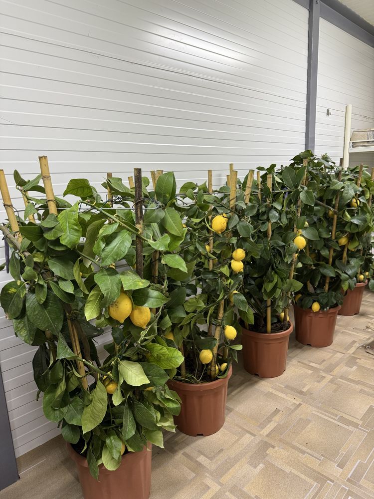Vând plante ornamentale calitate extra !