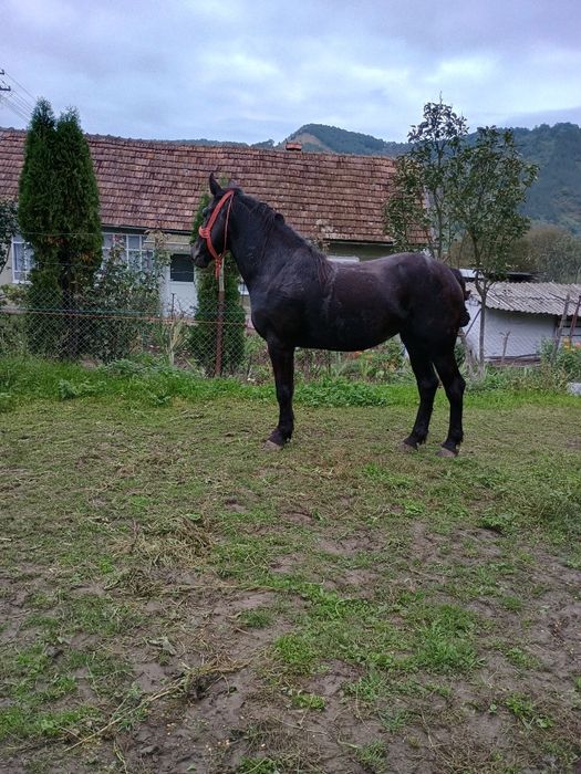 Vând mânză de 2 ani