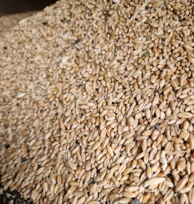 Пшеница чистая сухая