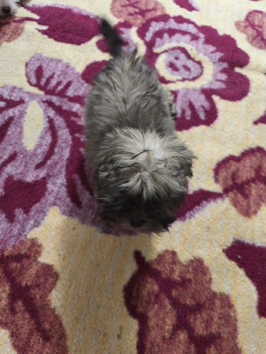 Donez căței bichon cu părinți cu tot