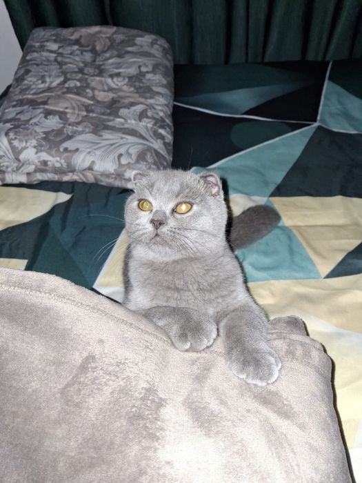 British Shorthair Blue