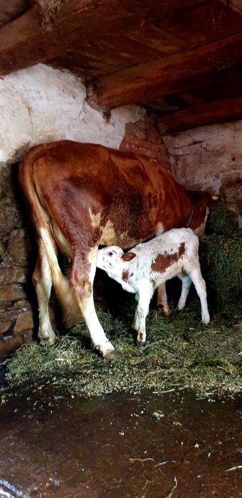Vand o junica balțata românească cu vitea lângă ia fătat recent