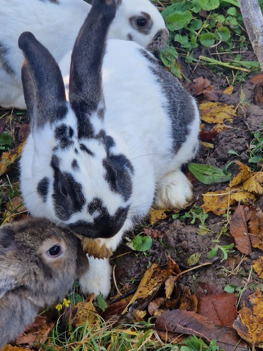 Vând iepuri tun sănătoși