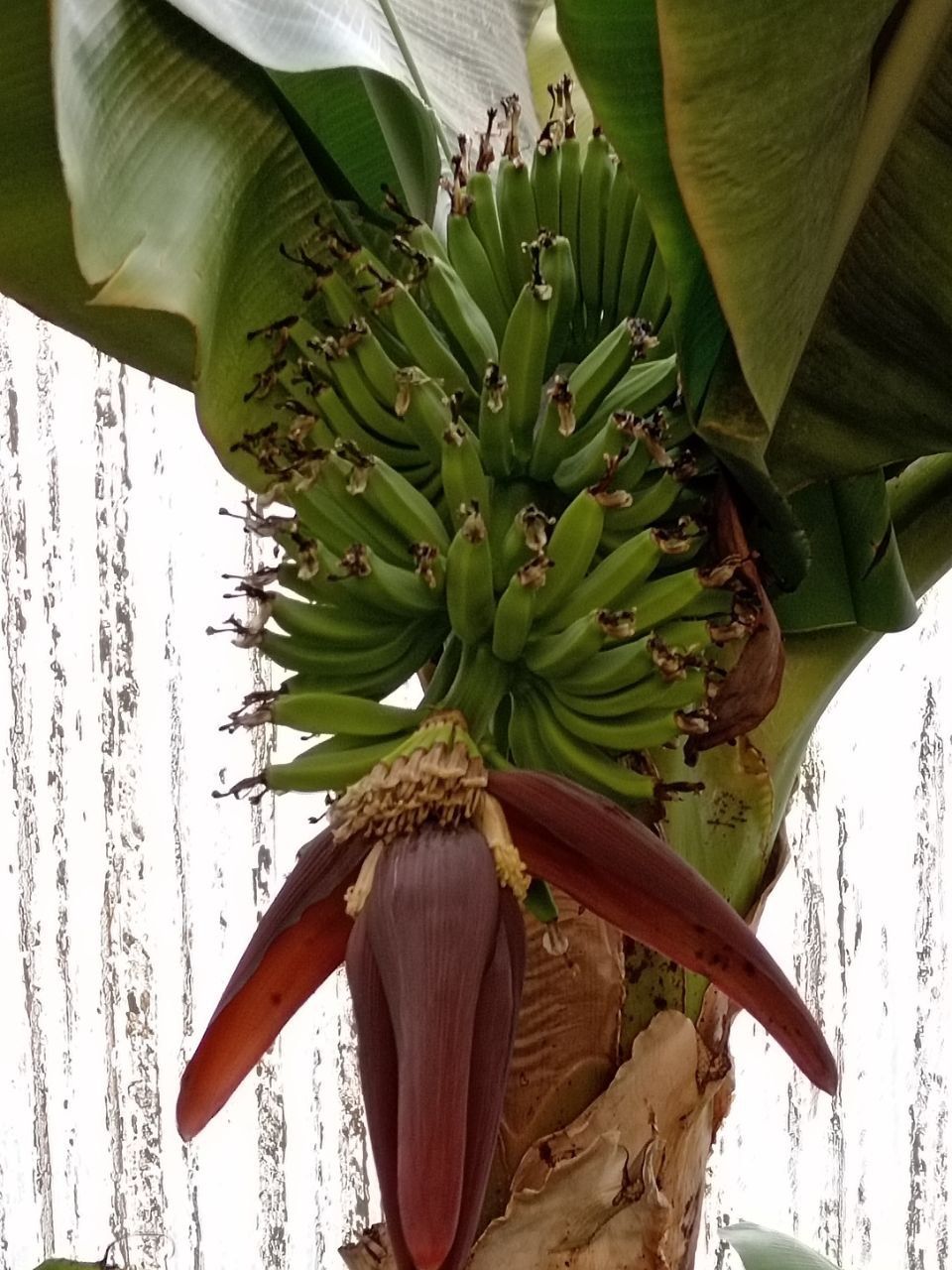 Banan papaya ko'chatlari sotiladi