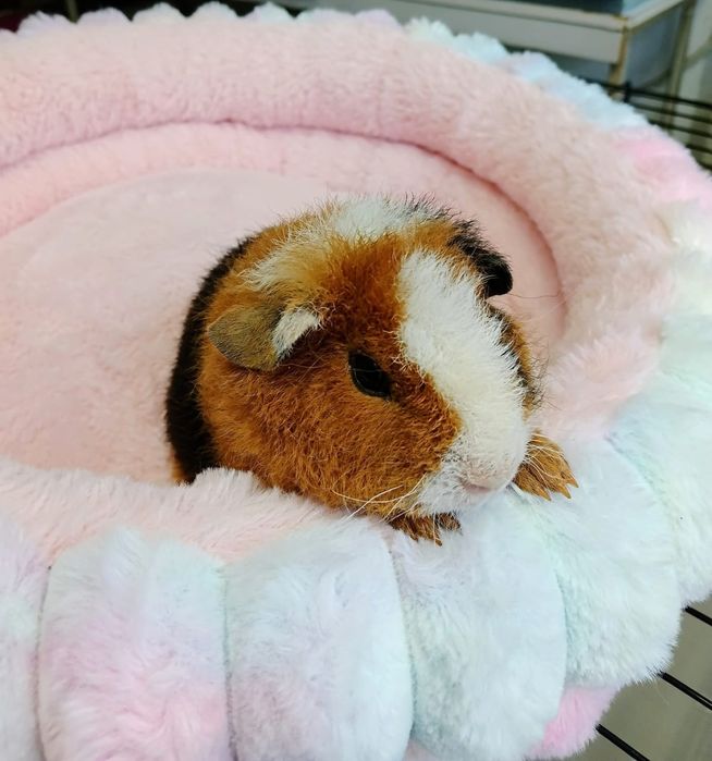 Продаются морские свинки