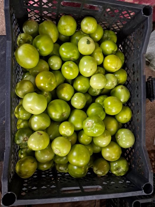 Продам свежие баклажаны перец   помидоры